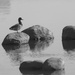 mallard on the rocks