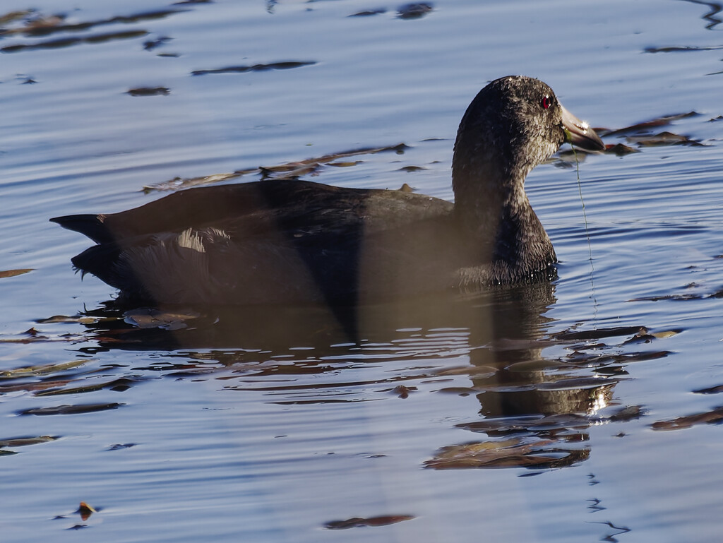 American coot  by rminer