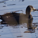 American coot 