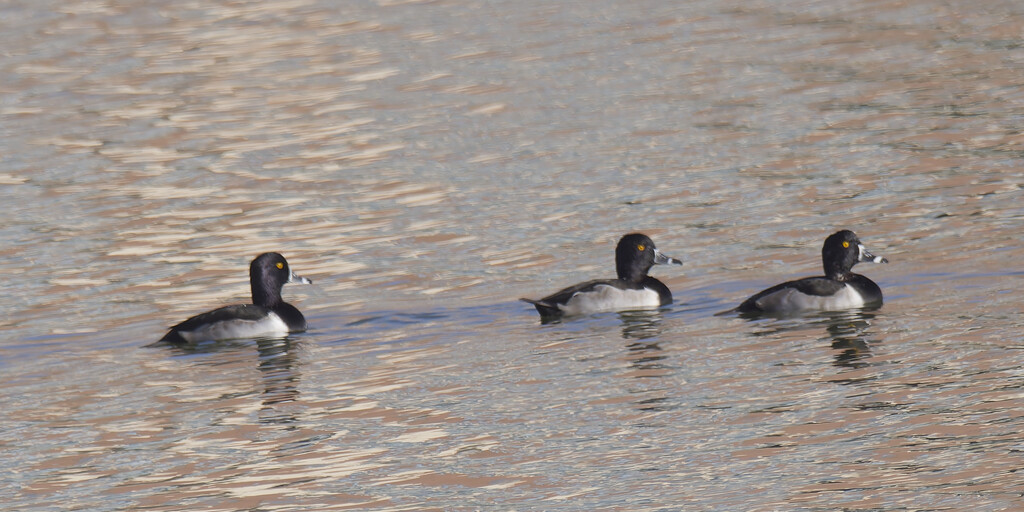 ring-necked ducks by rminer