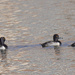 ring-necked ducks