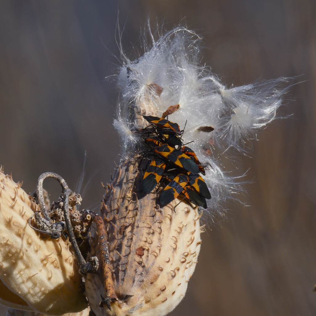 milkweed bugs by rminer