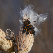 2nd Nov 2024 - milkweed bugs