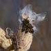 milkweed bugs