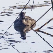 2nd Nov 2024 - American coot