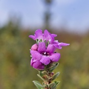 2nd Nov 2024 - 11 2 Maybe Mediterranean Wild Thyme