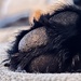 Paw