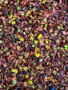 1st Nov 2024 - Leaves