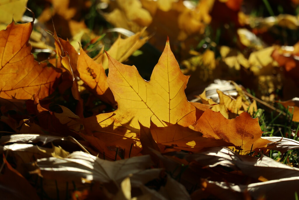 Golden Carpet by 365projectorgheatherb