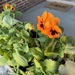 Pansies Nextdoor