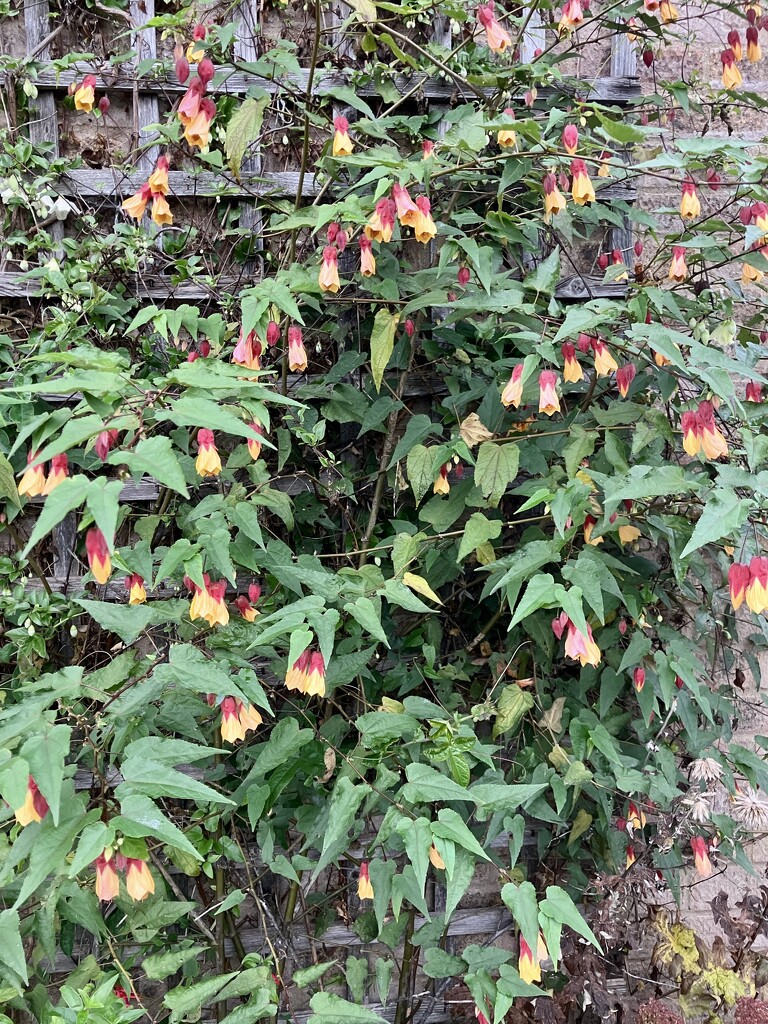 Trailing Abutilon? by foxes37