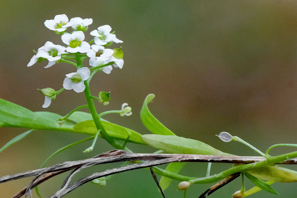 Sweet Alyssum by lsquared