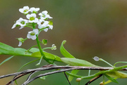 6th Nov 2024 - Sweet Alyssum