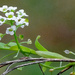 Sweet Alyssum