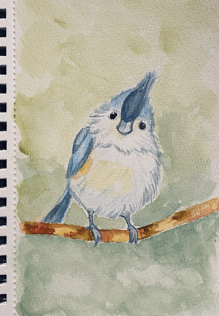 Tufted Titmouse, watercolor by mtb24