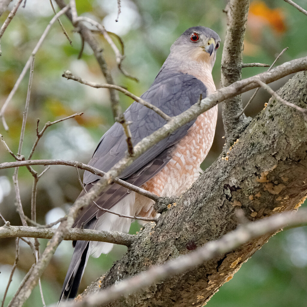 Cooper's Hawk by lsquared