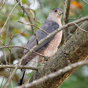 6th Nov 2024 - Cooper's Hawk