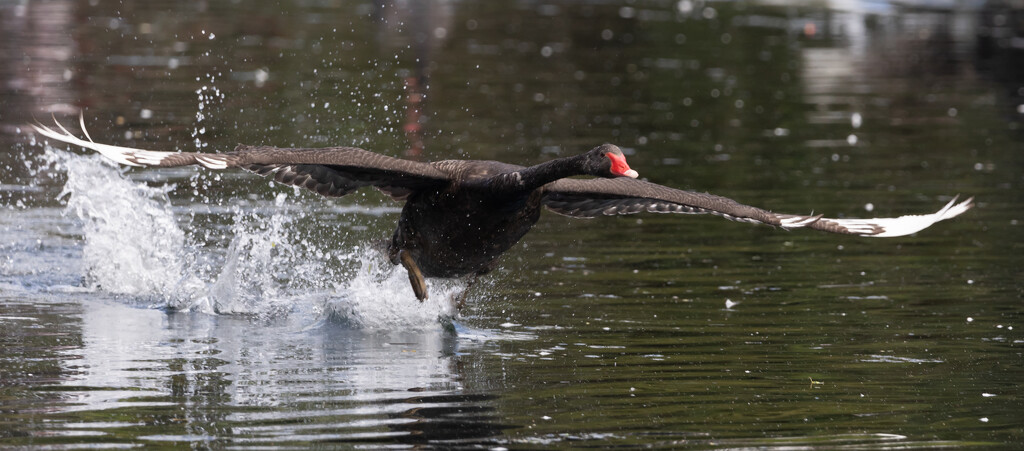 Chasing away the competition by creative_shots