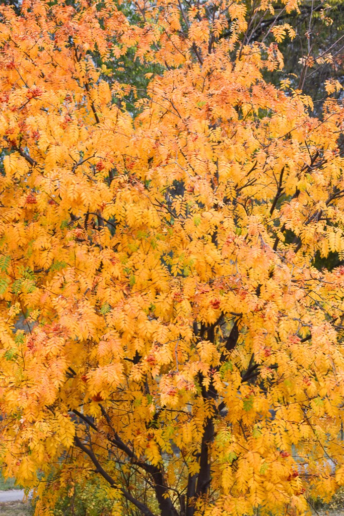 Mountain Ash Aflame With Color! by bjywamer