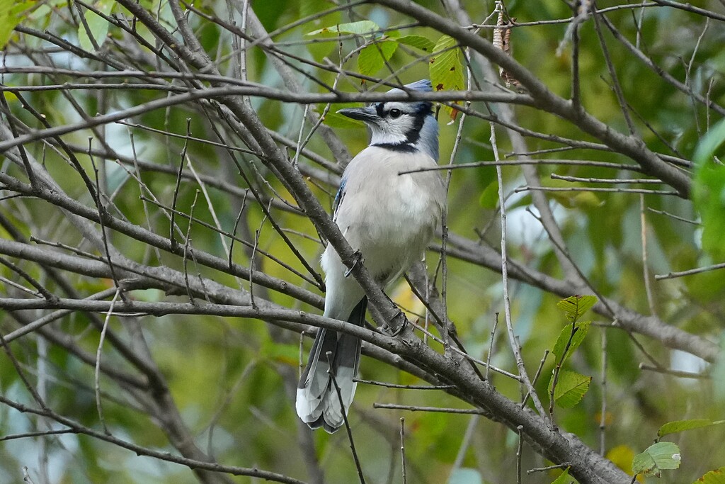 Blue Jay by slaabs