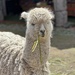 Alpaca