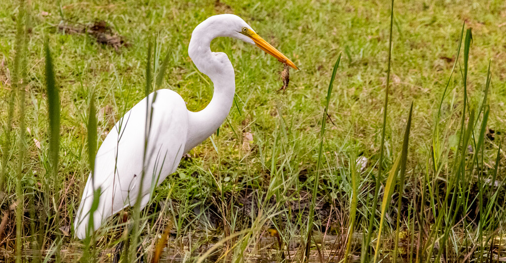 The Egret and It's Catch! by rickster549