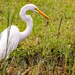 The Egret and It's Catch!