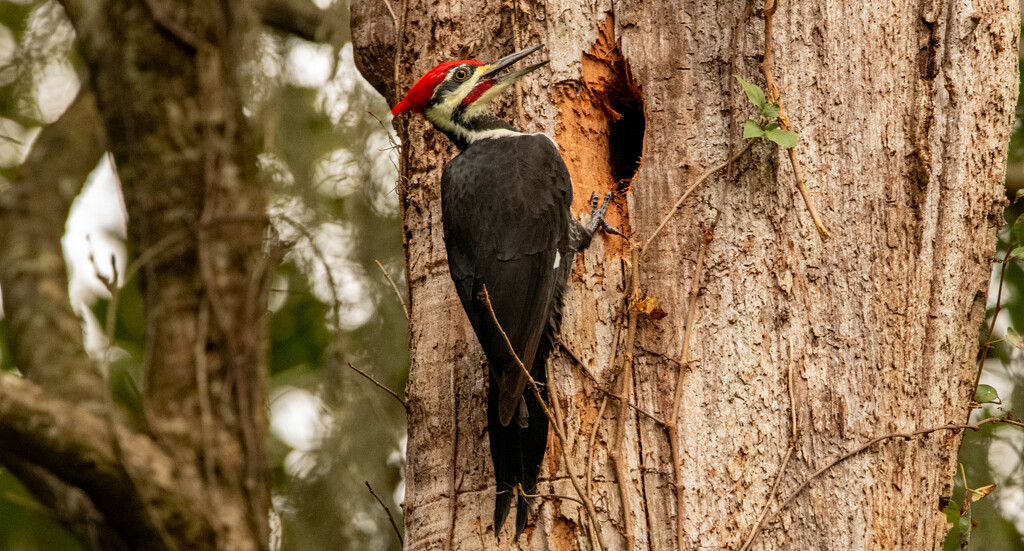 Pileated Woodpecker! by rickster549