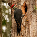 Pileated Woodpecker!