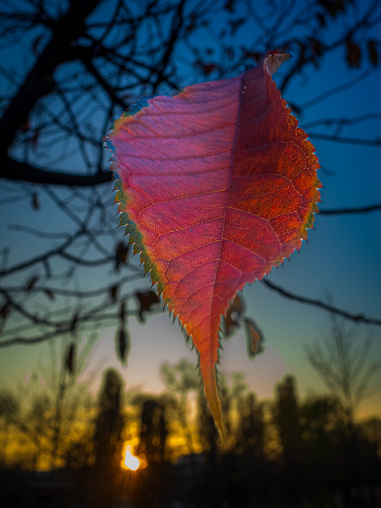 The red leaf at sunset by haskar