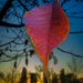 The red leaf at sunset