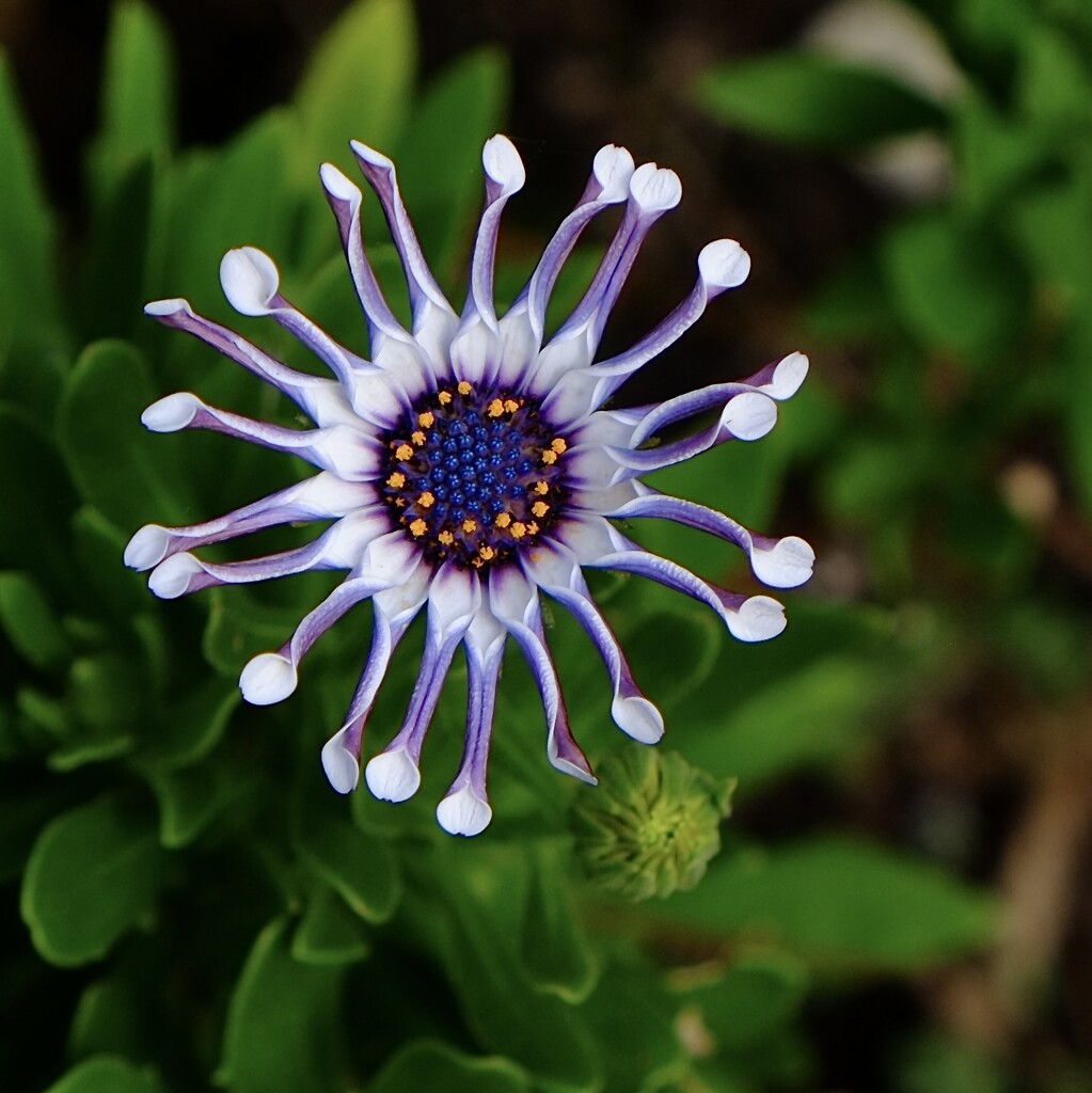 African Daisy before the petals open out.  by johnfalconer