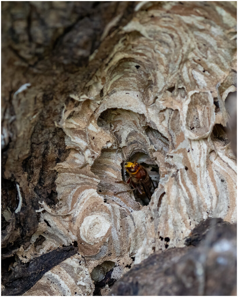 Hornets nest by clifford