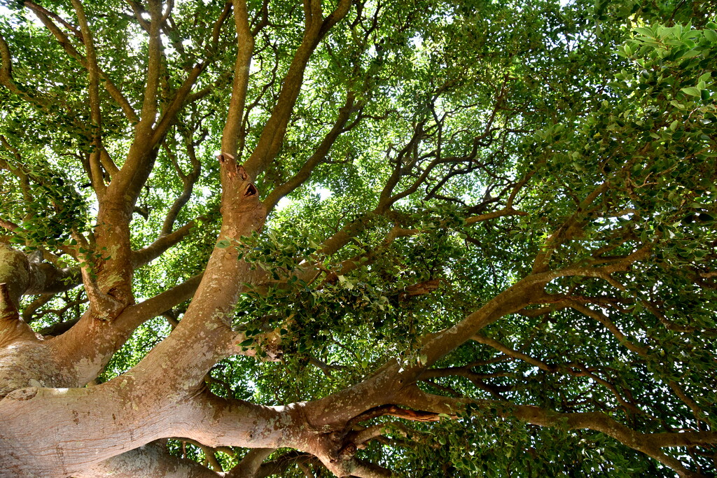 IN THE SHADE OF THE OLD OAK TREE by sangwann