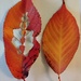 A creative leaf patern from the garden.