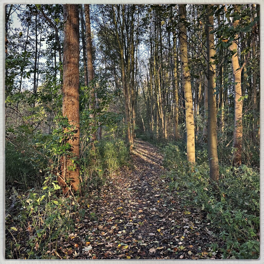 A daily walk in the forest keeps Autumn away by mastermek