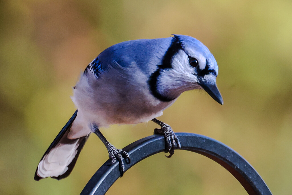 Blue-Jay by corinnec