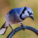 Blue-Jay