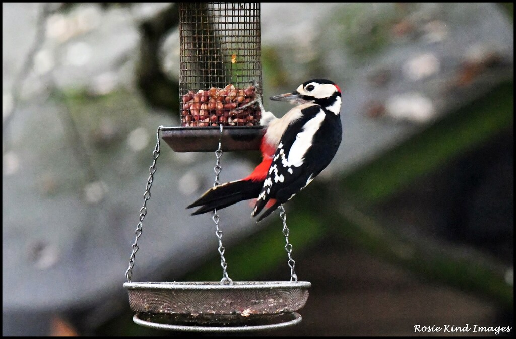 Woodie woodpecker by rosiekind