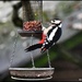 Woodie woodpecker