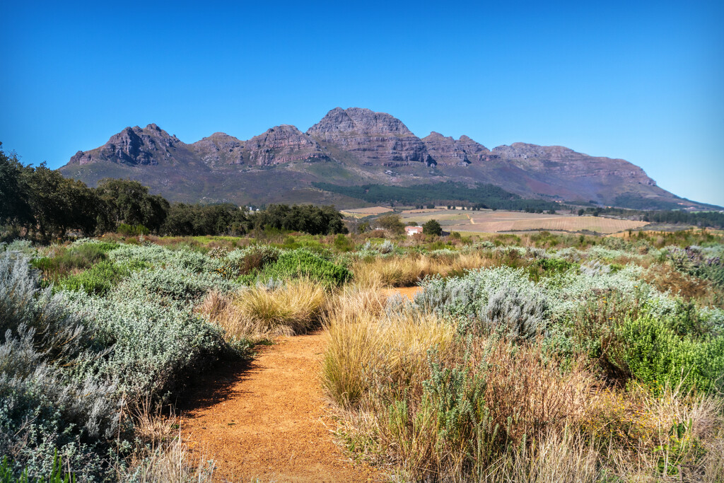 Hiking path throughthe vegetation by ludwigsdiana