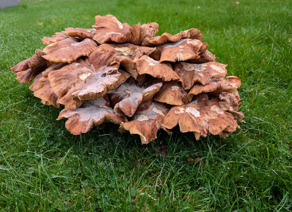 FUNGI. by derekskinner