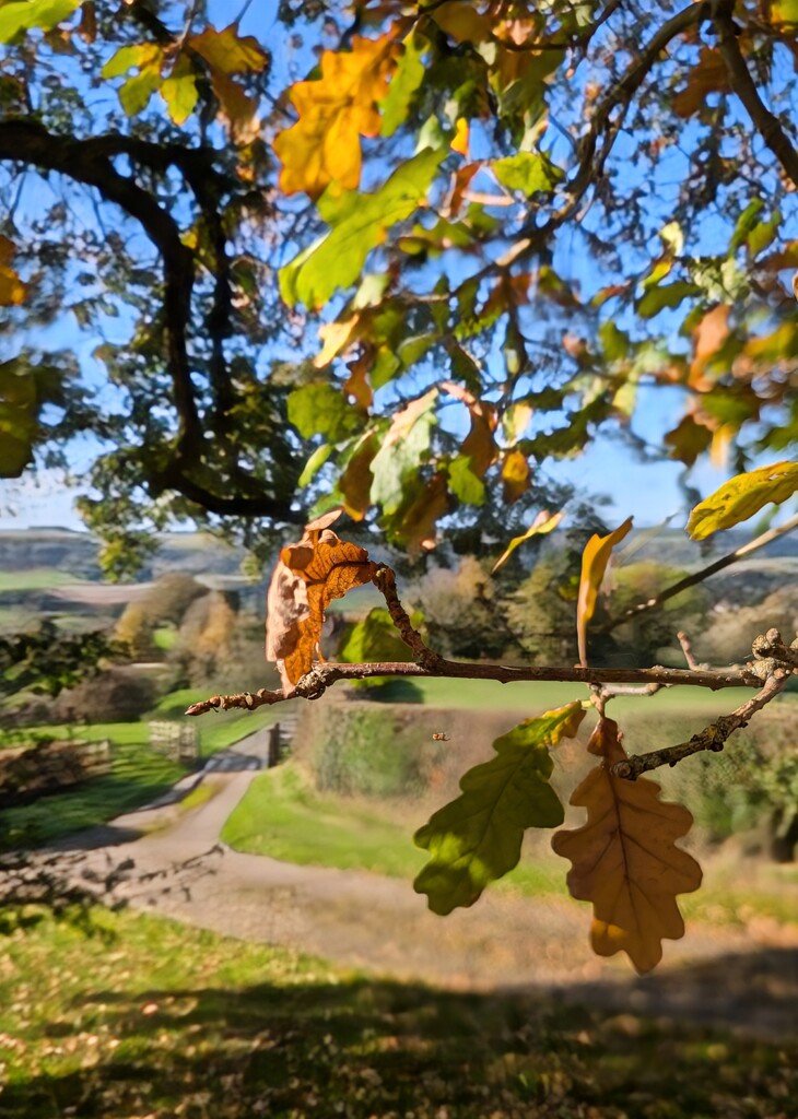 AUTUMN SUNSHINE. by derekskinner