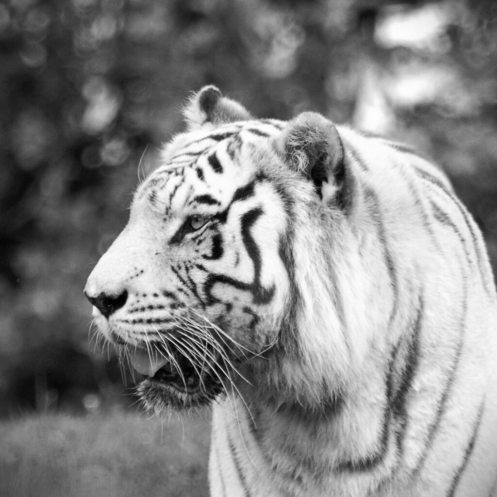 White Tiger by photohoot