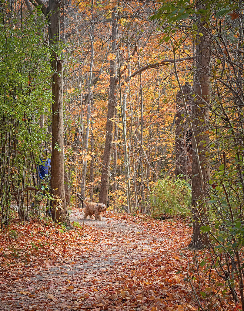 Fall Coloured Dog by gardencat