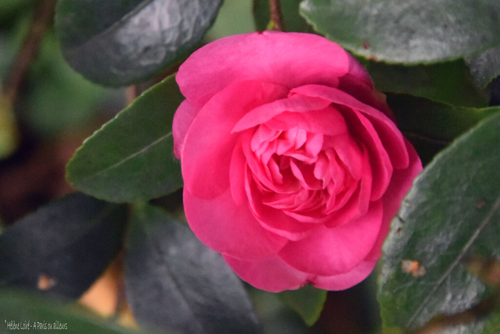 Camelia by parisouailleurs