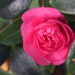 Camelia