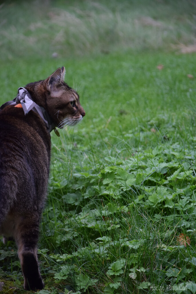 in the garden by parisouailleurs