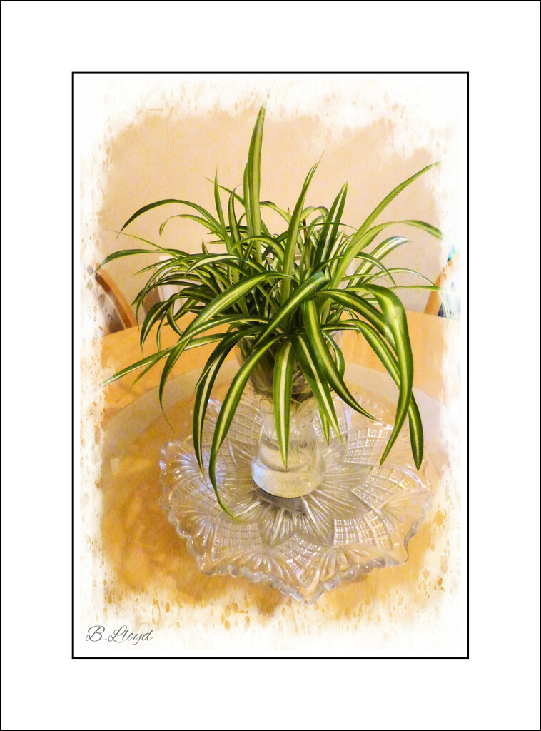 Spider Plant. by beryl