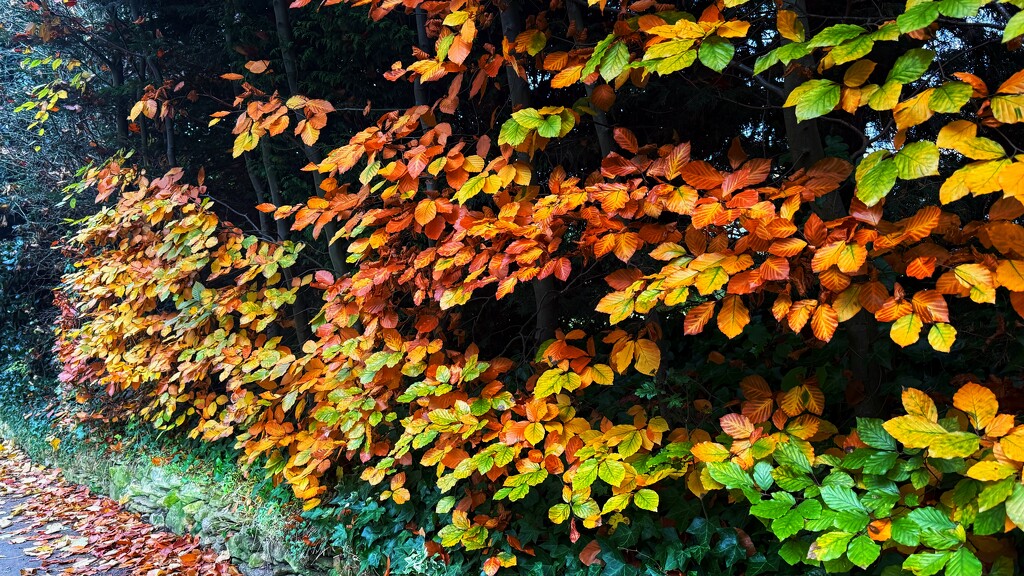 Autumn colour by carole_sandford